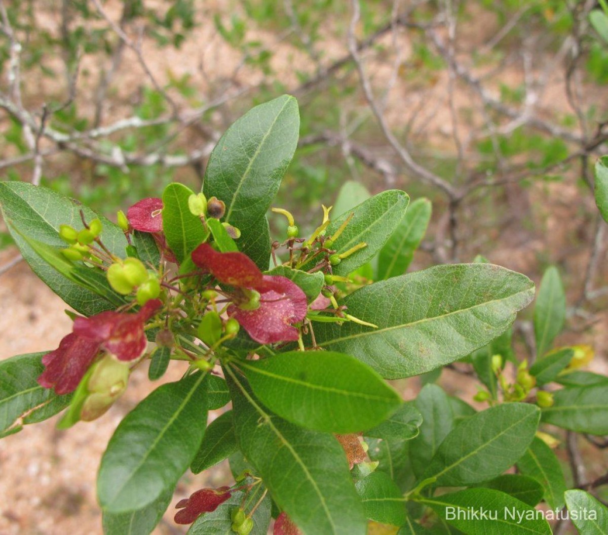 Dodonaea viscosa Jacq.